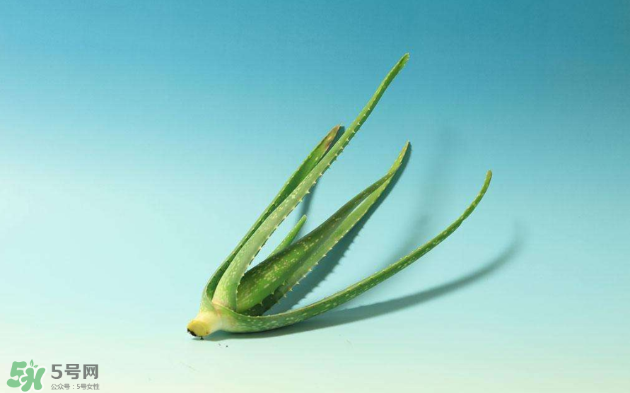 蘆薈膠的醫(yī)療作用有哪些？蘆薈膠的使用方法有哪些？
