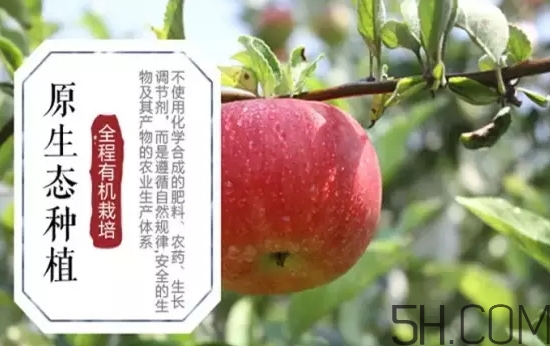 美八蘋果價(jià)格多少錢？美八蘋果多少錢一斤？