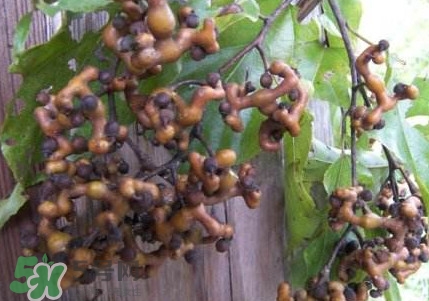 拐棗熬水喝有哪些好處？拐棗怎樣種植
