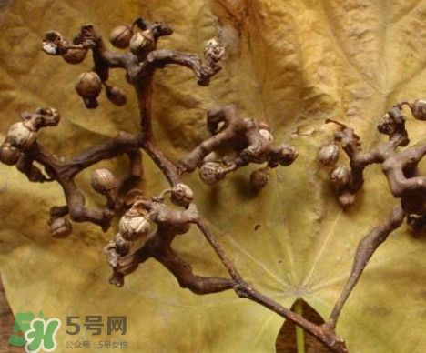 拐棗為什么沒人買？拐棗學(xué)名是什么