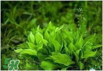 螺旋藻是海帶嗎？螺旋藻是海藻嗎？