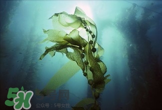 螺旋藻能解酒嗎？解酒的方法有哪些？