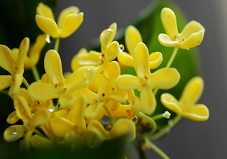 新鮮桂花怎么清洗？新鮮桂花可以冷凍嗎？