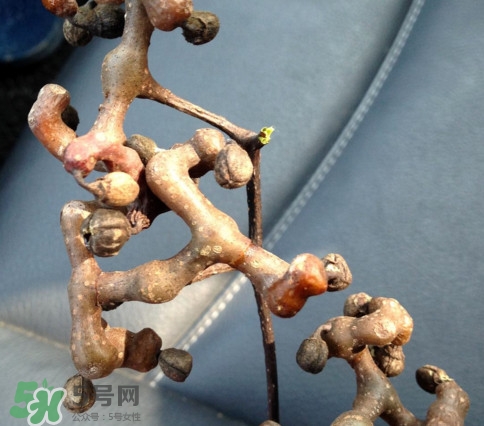 拐棗為什么沒人買？拐棗學(xué)名是什么