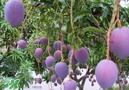 芒果有哪些品種？哪種芒果最好吃？