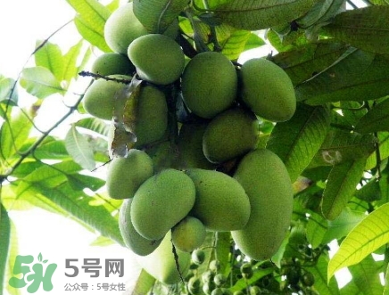 芒果有哪些品種？哪種芒果最好吃？