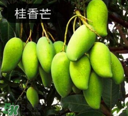 芒果有哪些品種？哪種芒果最好吃？