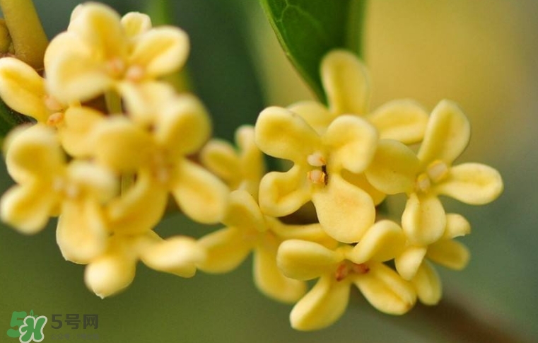 新鮮桂花怎么清洗？新鮮桂花可以冷凍嗎？