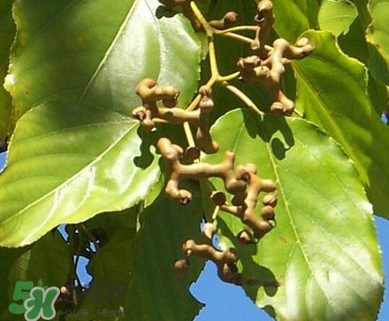 吃拐棗對(duì)人有什么好處？拐棗哪里有賣(mài)的