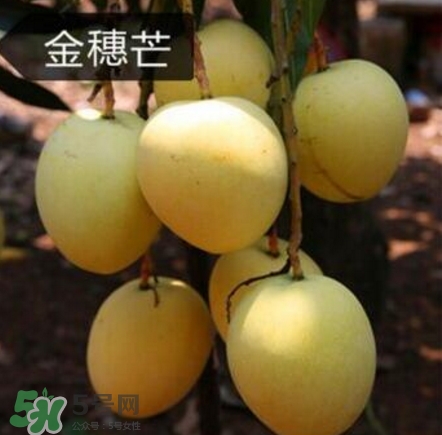 芒果有哪些品種？哪種芒果最好吃？