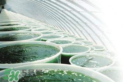螺旋藻是飯前吃還是飯后吃？螺旋藻怎么吃？