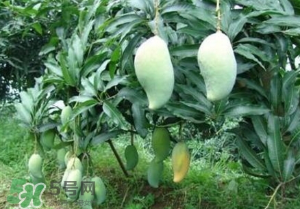 芒果有哪些品種？哪種芒果最好吃？