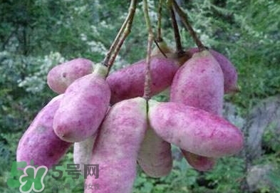 八月瓜可以補腎嗎？八月瓜的營養(yǎng)價值