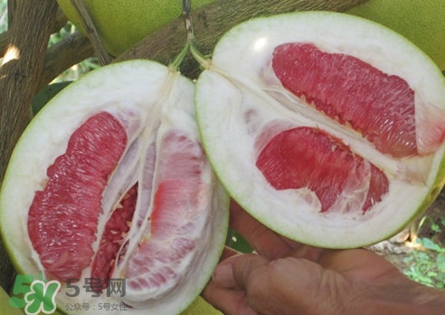 紅肉蜜柚是哪里產(chǎn)的？紅肉蜜柚的種植技術