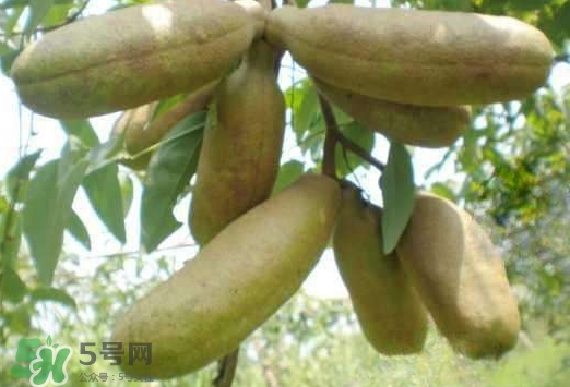 八月瓜可以經(jīng)常吃嗎？八月瓜可以多吃嗎？