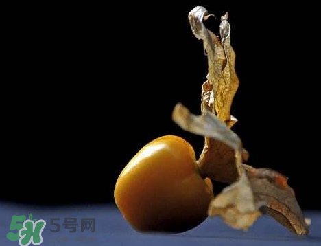 姑娘果可以泡水喝嗎？姑娘果怎么泡水喝？