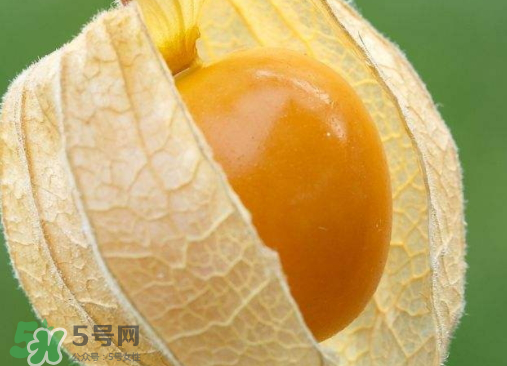 燈籠果是熱性還是涼性？燈籠果是涼性的嗎？