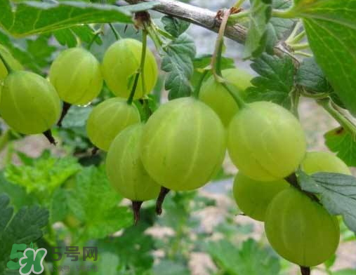 燈籠果什么時(shí)候種植？燈籠果怎么種植？