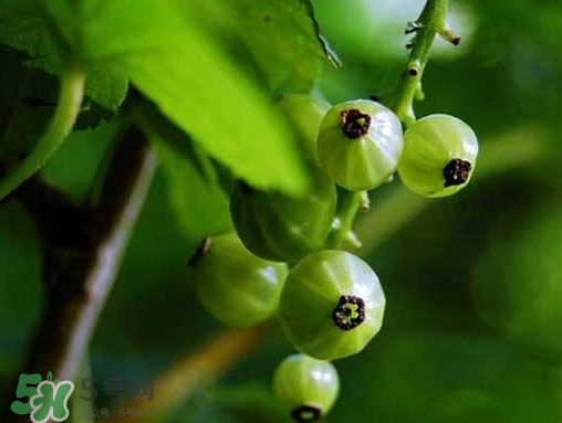 燈籠果什么時(shí)候種植？燈籠果怎么種植？