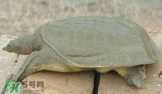 腳魚是什么？腳魚和烏龜?shù)膮^(qū)別