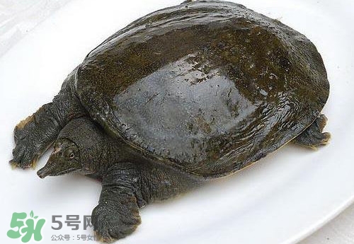 腳魚有靈性嗎？腳魚吃了有什么好處