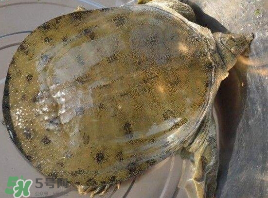腳魚不能和什么一起吃？腳魚可以燉蟲草嗎