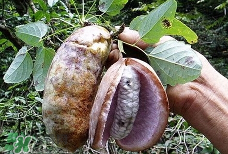 八月瓜能種植嗎？八月瓜怎么種植？