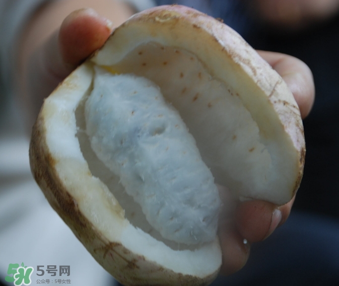 八月瓜可以經(jīng)常吃嗎？八月瓜可以多吃嗎？