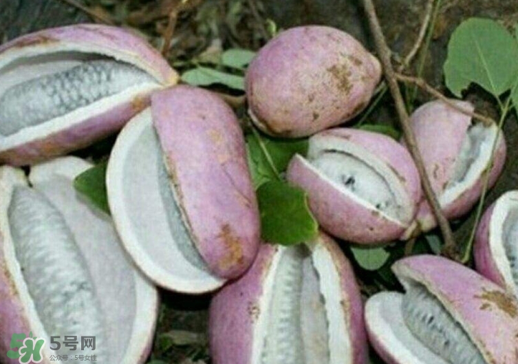 八月瓜能種植嗎？八月瓜怎么種植？