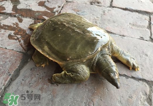 腳魚是什么？腳魚和烏龜?shù)膮^(qū)別