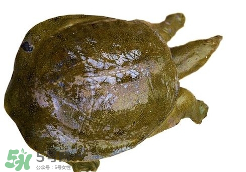 腳魚不能和什么一起吃？腳魚可以燉蟲草嗎
