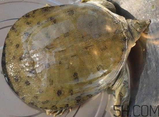腳魚能和南瓜一起吃嗎？腳魚湯的做法