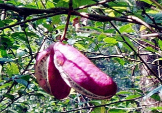 八月瓜能種植嗎？八月瓜怎么種植？