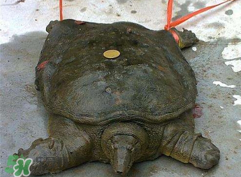 甲魚是烏龜嗎？甲魚是王八嗎？