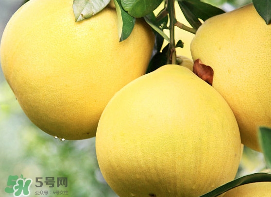 經(jīng)期能吃蜜柚嗎？蜜柚能和葡萄一起吃嗎