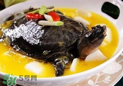 甲魚是魚嗎？甲魚是發(fā)物嗎