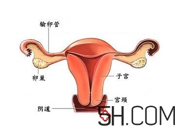 子宮畸形有哪些？子宮畸形有什么影響？