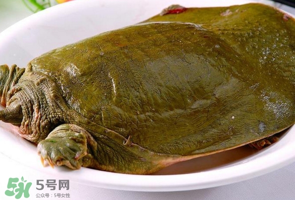 甲魚是熱性還是涼性？甲魚是淡水魚嗎