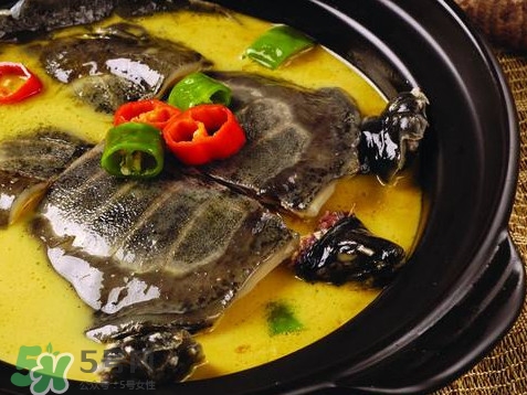 甲魚又叫什么？甲魚吃什么食物