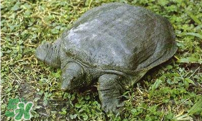 甲魚是烏龜嗎？甲魚是王八嗎？
