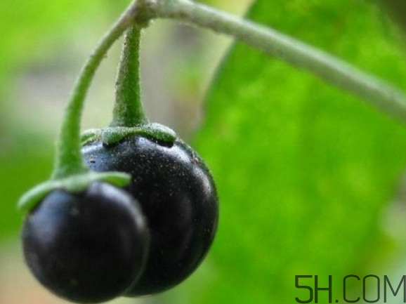 龍葵果可以吃嗎？龍葵果能不能當(dāng)水果吃