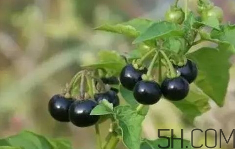 龍葵果有毒嗎？龍葵果怎么吃
