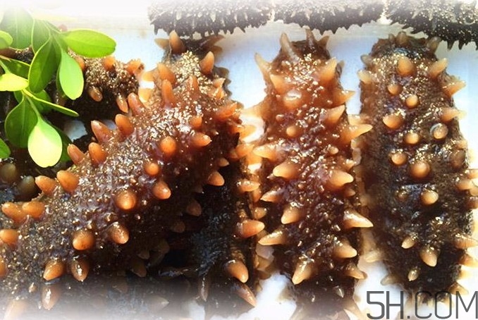 海參能和西紅柿一起吃嗎？海參和什么一起吃最好？
