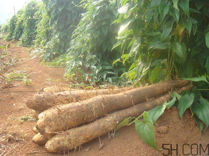 吃山藥會(huì)胖嗎？山藥去皮的技巧