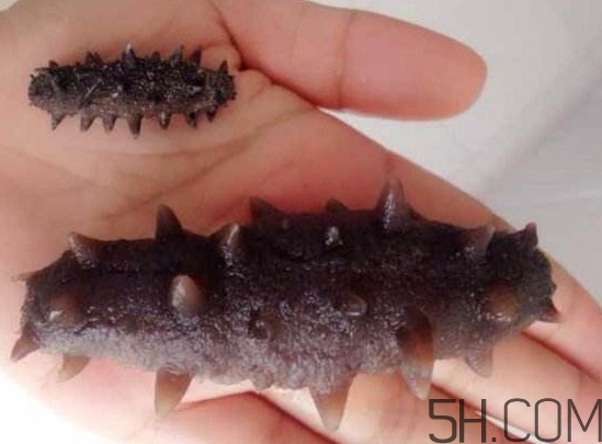 海參是海鮮嗎？海參是動物還是植物？