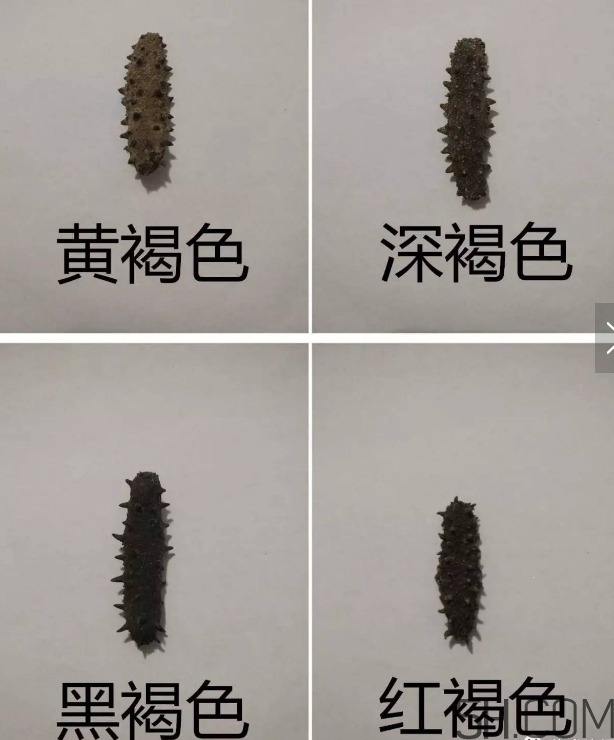 海參顏色深好還是淺好？海參顏色發(fā)白時怎么回事？