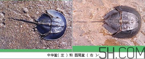 中華鱟是保護(hù)動物嗎？中華鱟和圓尾鱟的區(qū)別