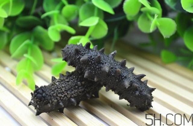 海參是越大越好嗎？海參的生長(zhǎng)年限與營(yíng)養(yǎng)價(jià)值有關(guān)嗎？