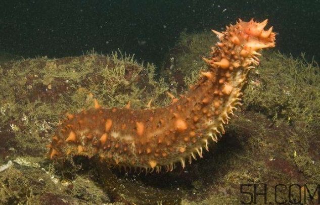 海參是海鮮嗎？海參是動物還是植物？