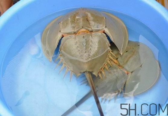 中華鱟能吃嗎？中華鱟怎么讀
